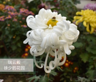 徐少菊花菊花苗包对版大花菊苗盘龙舞凤九月菊穴盘苗庭院花卉小苗
