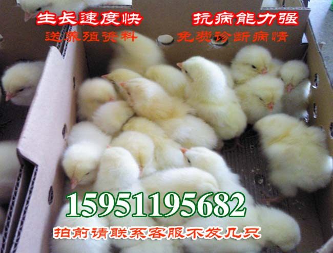 蛋鸡苗罗曼粉蛋鸡苗专业高产蛋鸡年产蛋三百枚疫苗已注