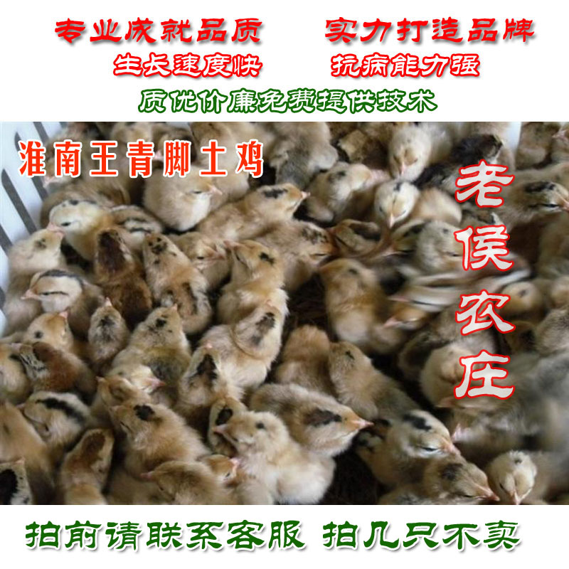 淮南王草鸡苗苏北草鸡苗柴青脚土鸡苗笨鸡苗小鸡苗蛋鸡苗30只