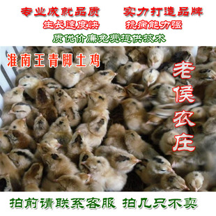 淮南王草鸡苗苏北草鸡苗柴青脚土鸡苗笨鸡苗小鸡苗蛋鸡苗30只