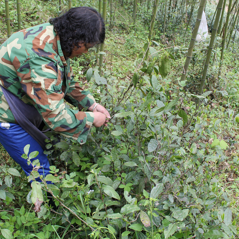 野兰香2023年新茶高山野茶毛峰原生态野生茶手工炒制绿茶散装250g