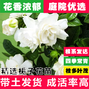 大叶栀子花苗浓香型重瓣地栽室外庭院别墅大朵花卉小叶栀子花盆栽