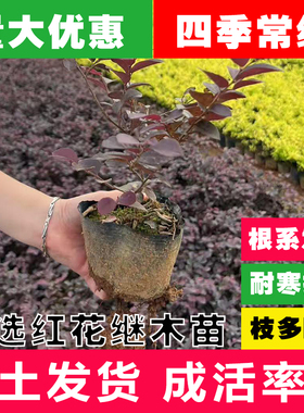 红花继木小苗双面红檵木球桩绿篱庭院绿化植物春秋季花卉工程树苗