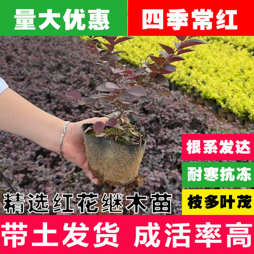 红花继木庭院绿化四季常红