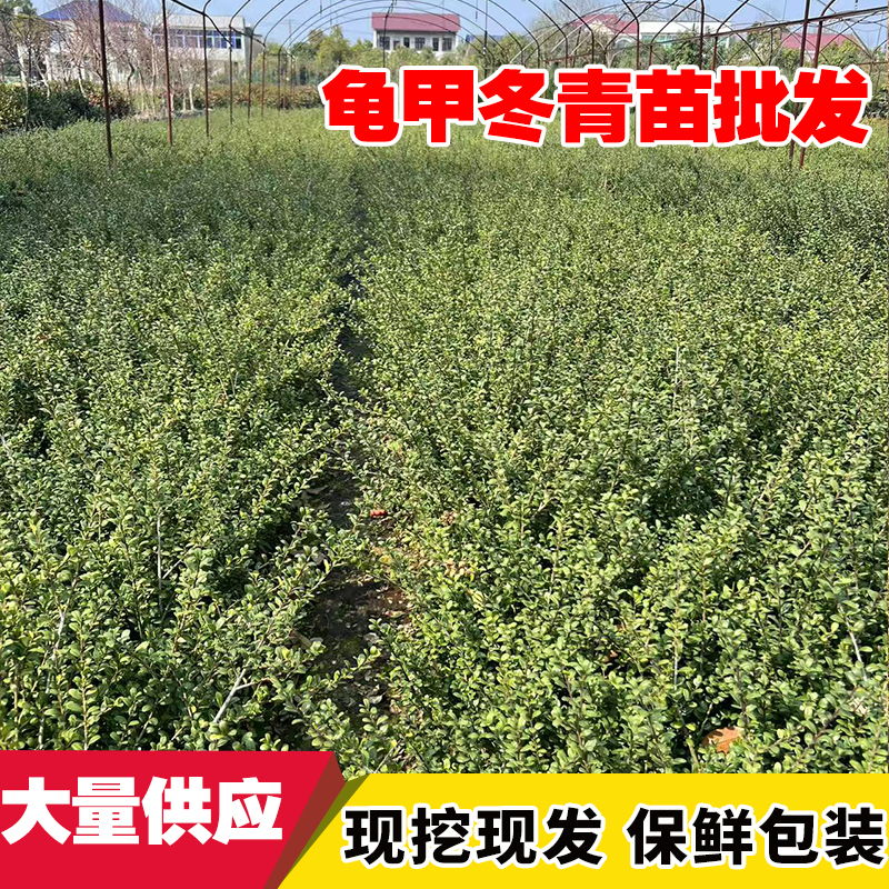 龟甲豆瓣冬青树苗四季常绿花灌木庭院绿篱耐寒植物工程苗低价包邮