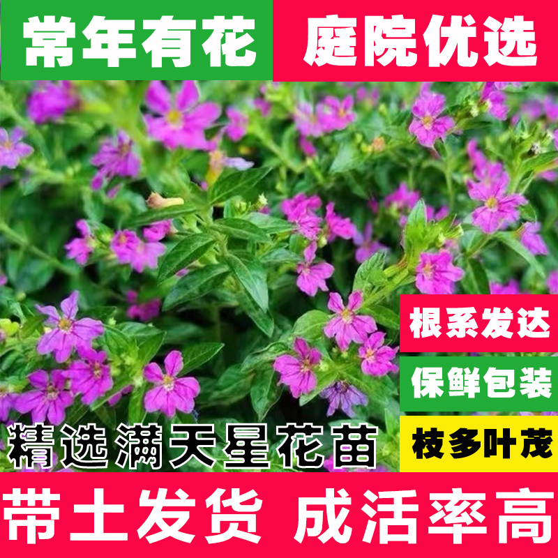 满天星萼距花小苗盆栽细叶紫绿化篱笆开花植物工程庭阳台绿植花卉