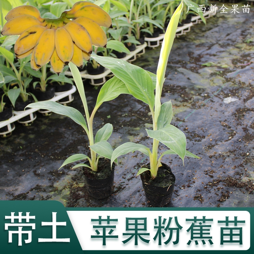 苹果粉蕉苗包邮皇帝蕉苗威廉斯B6红香蕉苗金粉一号粉蕉苗西贡蕉