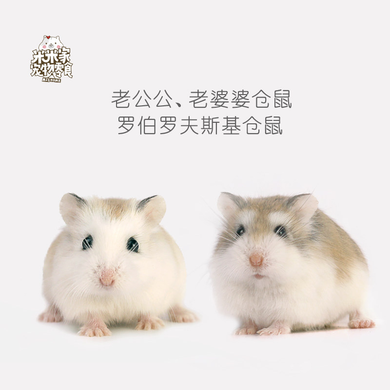 纯家养手养老公公婆婆鼠活体可视频挑选罗伯罗夫斯基仓鼠科学饲养