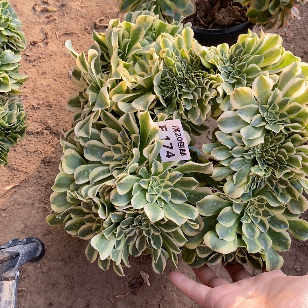 174,鲜花速递/花卉仿真/绿植园艺,多肉植物,淘宝优惠券,粉丝福利购,淘宝优惠卷