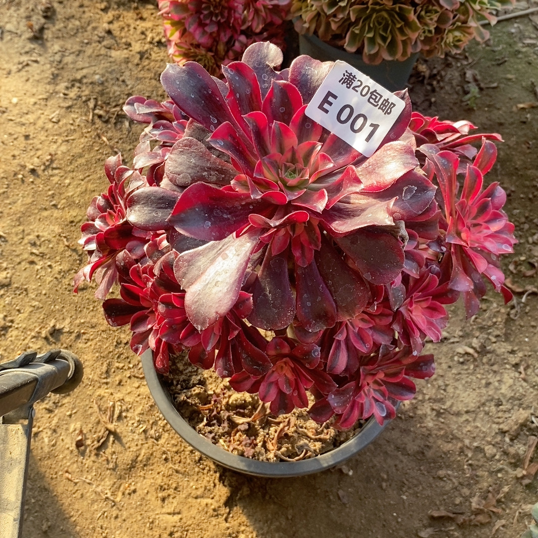 1美杜莎,鲜花速递/花卉仿真/绿植园艺,多肉植物,淘宝优惠券,粉丝福利购,淘宝优惠卷