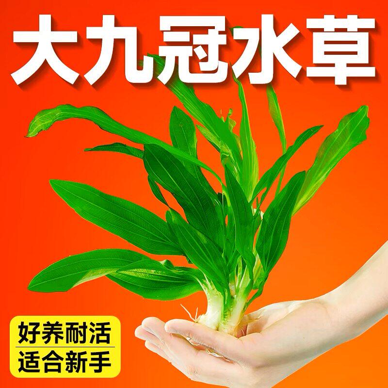 鱼缸水草植物活懒人水榕沉木莫斯真草阴性蜈蚣草增氧草缸造景套餐