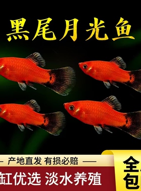 观赏鱼胎生鱼月光鱼蓝月光黑尾月光熊猫月光红米奇活体热带鱼包活