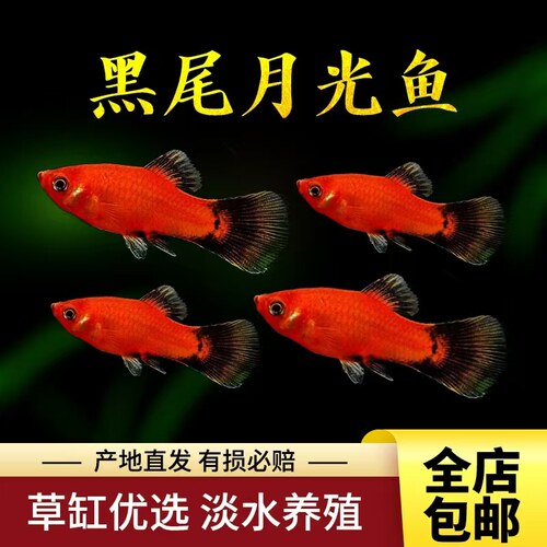 黑尾月光鱼热带淡水鱼