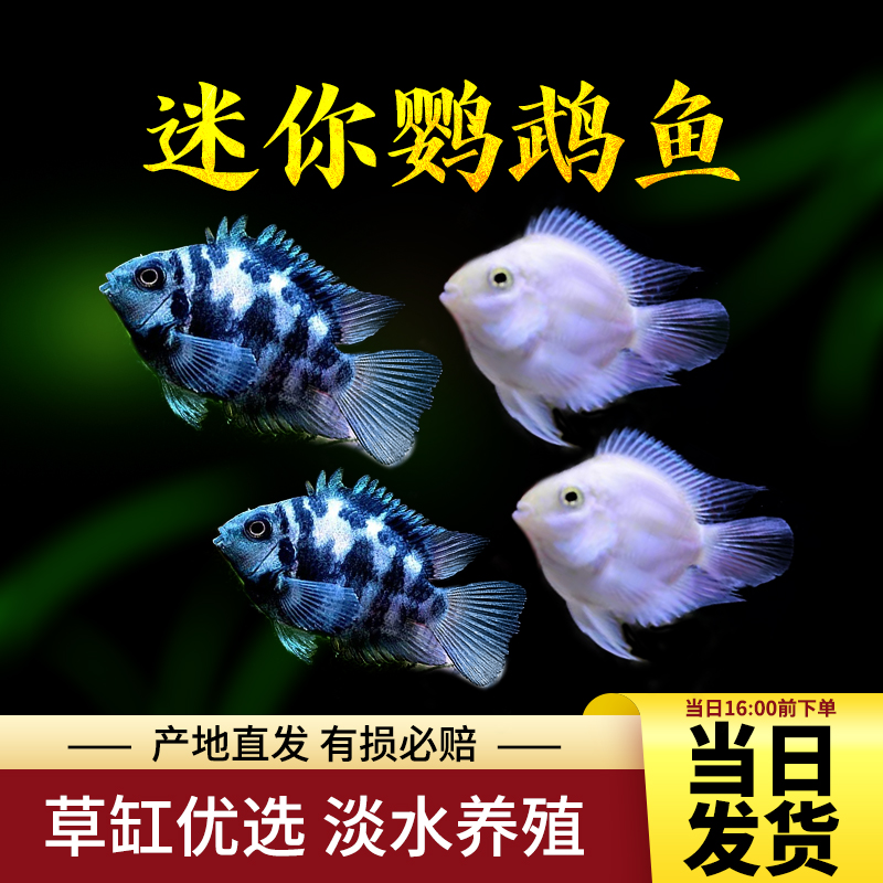 观赏鱼鹦鹉鱼活体宝蓝鹦鹉白金鹦鹉波子鱼小型鱼热带鱼好养包活