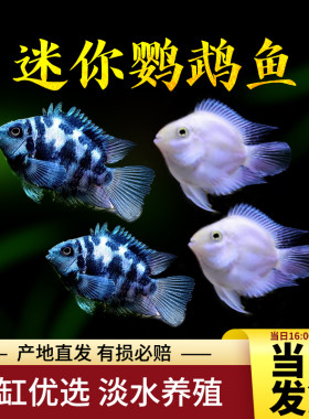 观赏鱼鹦鹉鱼活体宝蓝鹦鹉白金鹦鹉波子鱼小型鱼热带鱼好养包活