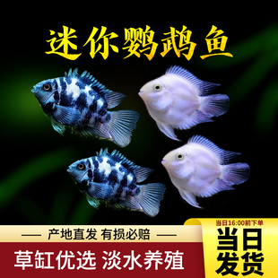 观赏鱼鹦鹉鱼活体宝蓝鹦鹉白金鹦鹉波子鱼小型鱼热带鱼好养包活