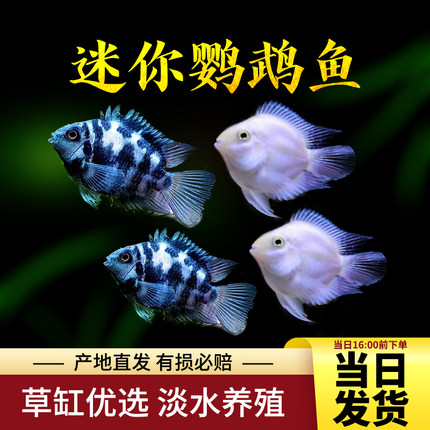 观赏鱼鹦鹉鱼活体宝蓝鹦鹉白金鹦鹉波子鱼小型鱼热带鱼好养包活
