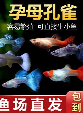 孔雀鱼孕母临产鱼苗观赏鱼活体热带小型淡水好养耐活斑马小鱼