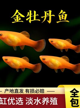 观赏鱼胎生金牡丹金月光牡丹黑尾月光热带鱼活体三色牡丹混养包活