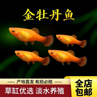 观赏鱼胎生金牡丹金月光牡丹黑尾月光热带鱼活体三色牡丹混养包活