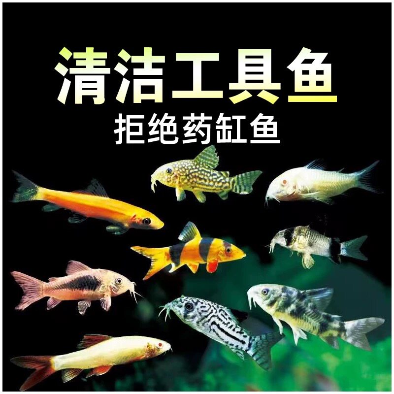 鼠鱼清道夫工具鱼观赏鱼活体金苔鼠鱼缸清洁除藻小型淡水好养宠物