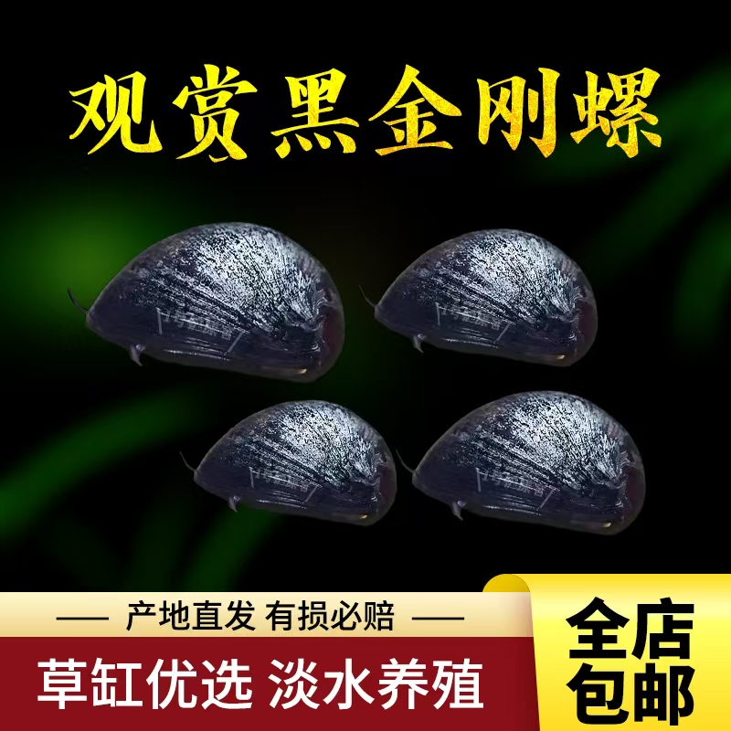 黑金刚罗，斑马罗淡水螺宠物