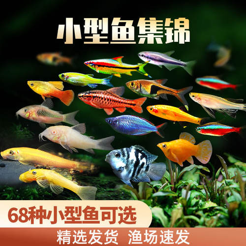 热带观赏活鱼好养宝莲灯斑马淡水金鱼苗神仙孔雀小型红绿灯科小鱼