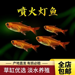 观赏鱼灯科鱼小型喷火灯喷火鱼草缸鱼热带红绿灯鱼活体包活