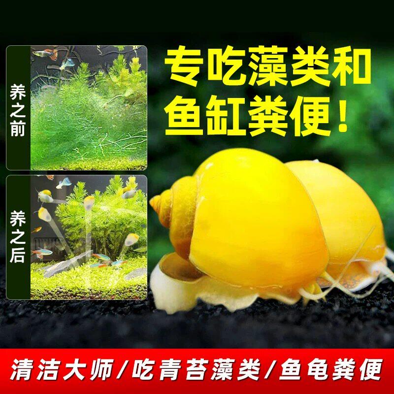 观赏螺黄金苹果黑金刚白玉斑马除藻清洁菜单吃藻马来淡水鱼缸蜗牛