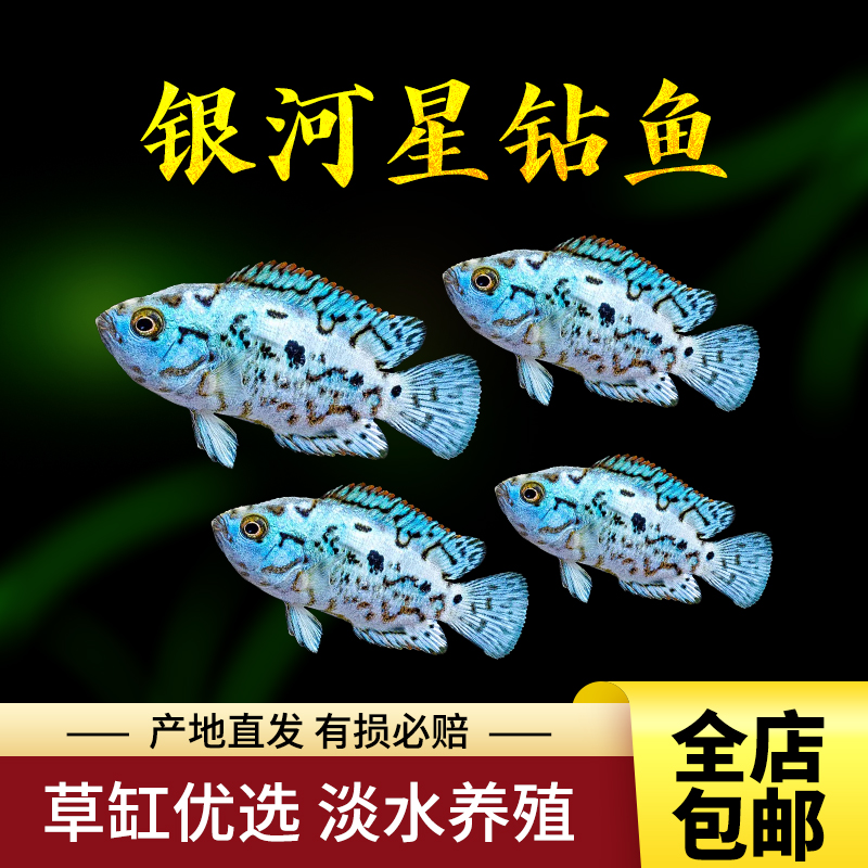 观赏鱼银河星钻热带鱼银河战舰活体包活鱼星钻鱼