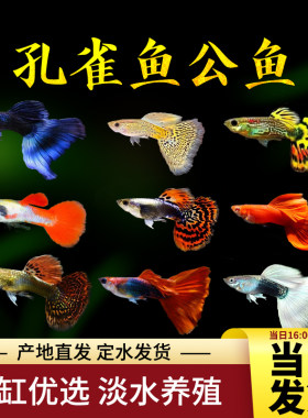 观赏鱼热带鱼孔雀鱼全红孔雀巴西红大耳象牙白冰蓝白子活体包活