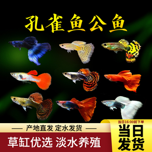 观赏鱼热带鱼孔雀鱼全红孔雀巴西红大耳象牙白冰蓝白子活体包活