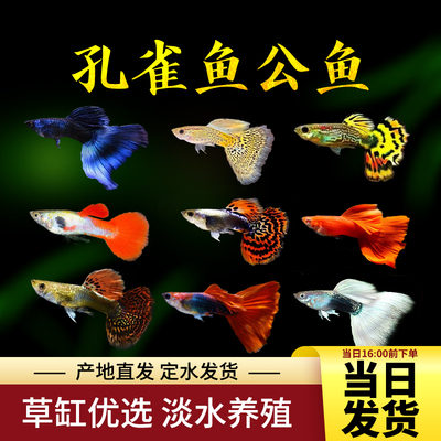 观赏鱼热带鱼孔雀鱼全红孔雀巴西红大耳象牙白冰蓝白子活体包活