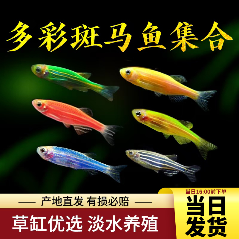 观赏鱼斑马鱼红斑马鱼多彩斑马七彩活体柠檬蓝梅青苹果绿斑马包活