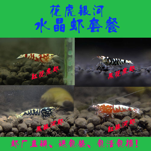 中高端斑马洞头水晶虾银河虾