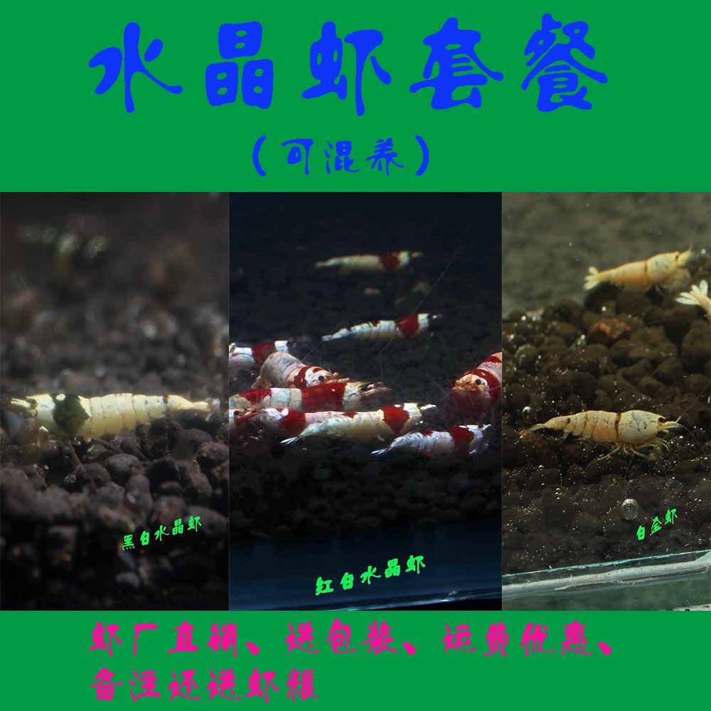 黑白红白淘汰可繁殖观赏水晶虾