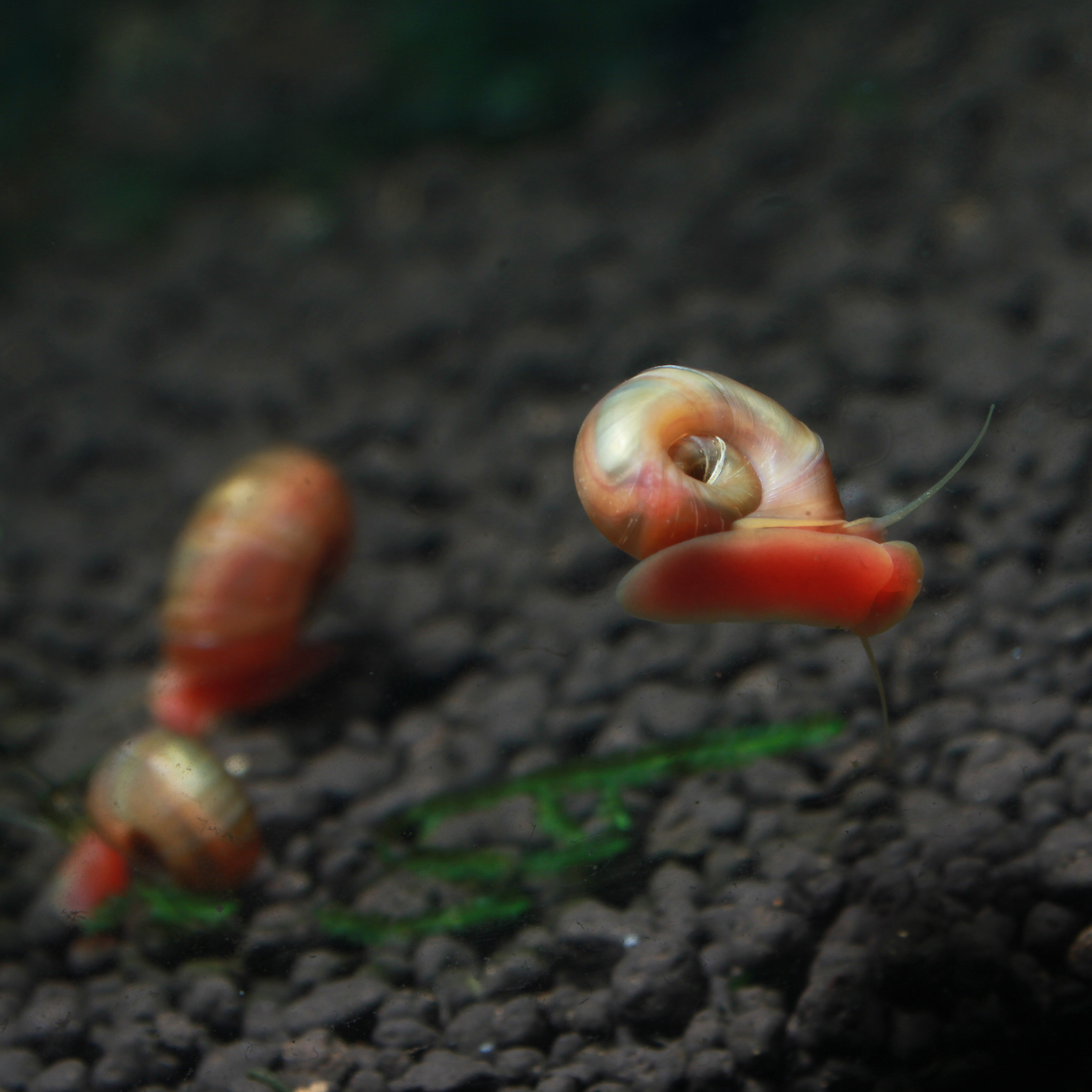 Home Multiplication freshwater Watch Apple snails living thing gules Snail tool collocation Other productin the Pet/Pet food and supplies , Aqua World , Screw  category - from Buy2taobao.com to provide professional Taobao agent buy service
