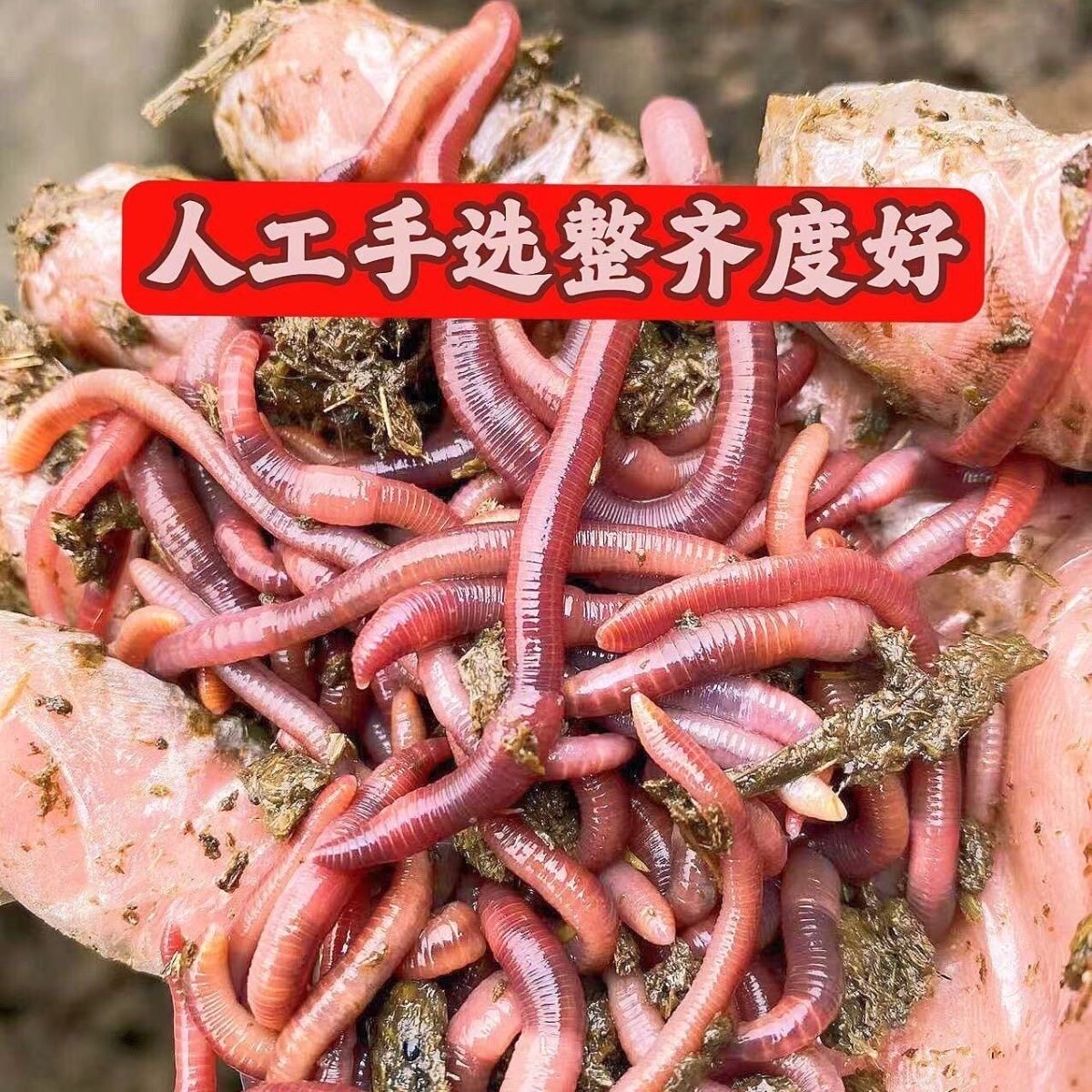 蚯蚓活饵鲜活小号大号特大野钓钓鱼大红散装盒装牛粪钓鱼饵料