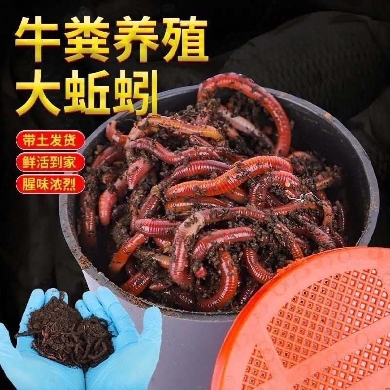 蚯蚓活饵鲜活红虫垂钓鱼饵料鲫鱼鲤鱼野钓黑坑鱼食打窝料通杀鱼料