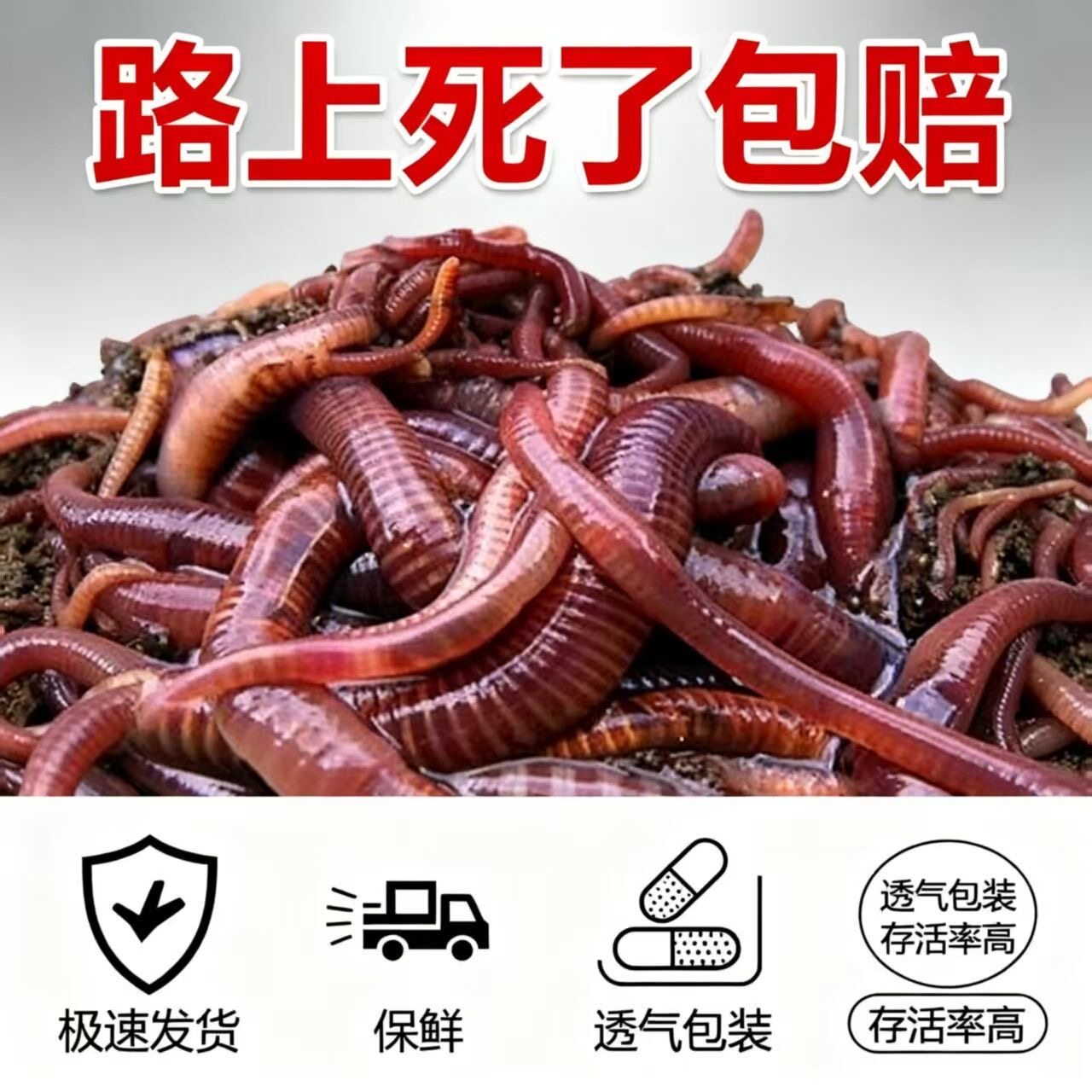 蚯蚓活饵鲜活小号大号特大野钓钓鱼大红散装盒装钓鱼饵料