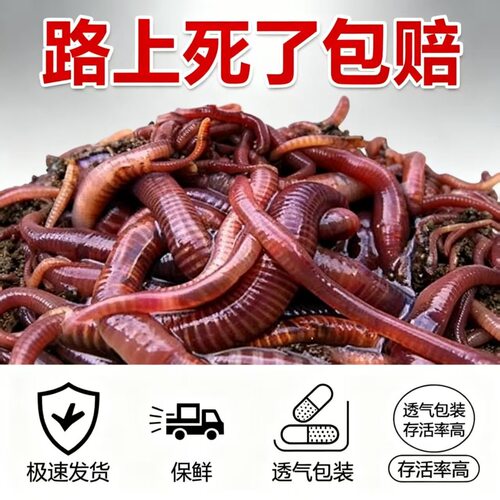 蚯蚓活饵鲜活小号大号特大野钓钓鱼大红散装盒装钓鱼饵料