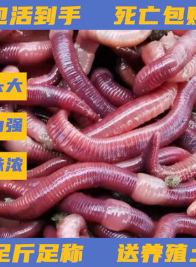蚯蚓一斤本地活体大号1斤红虫邱引钓鱼饵料鲫鱼秋冬蚯蚓鱼饵