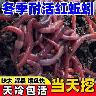 蚯蚓活饵鲜活红虫垂钓鱼饵料鲫鱼鲤鱼野钓黑坑鱼食打窝料通杀鱼料