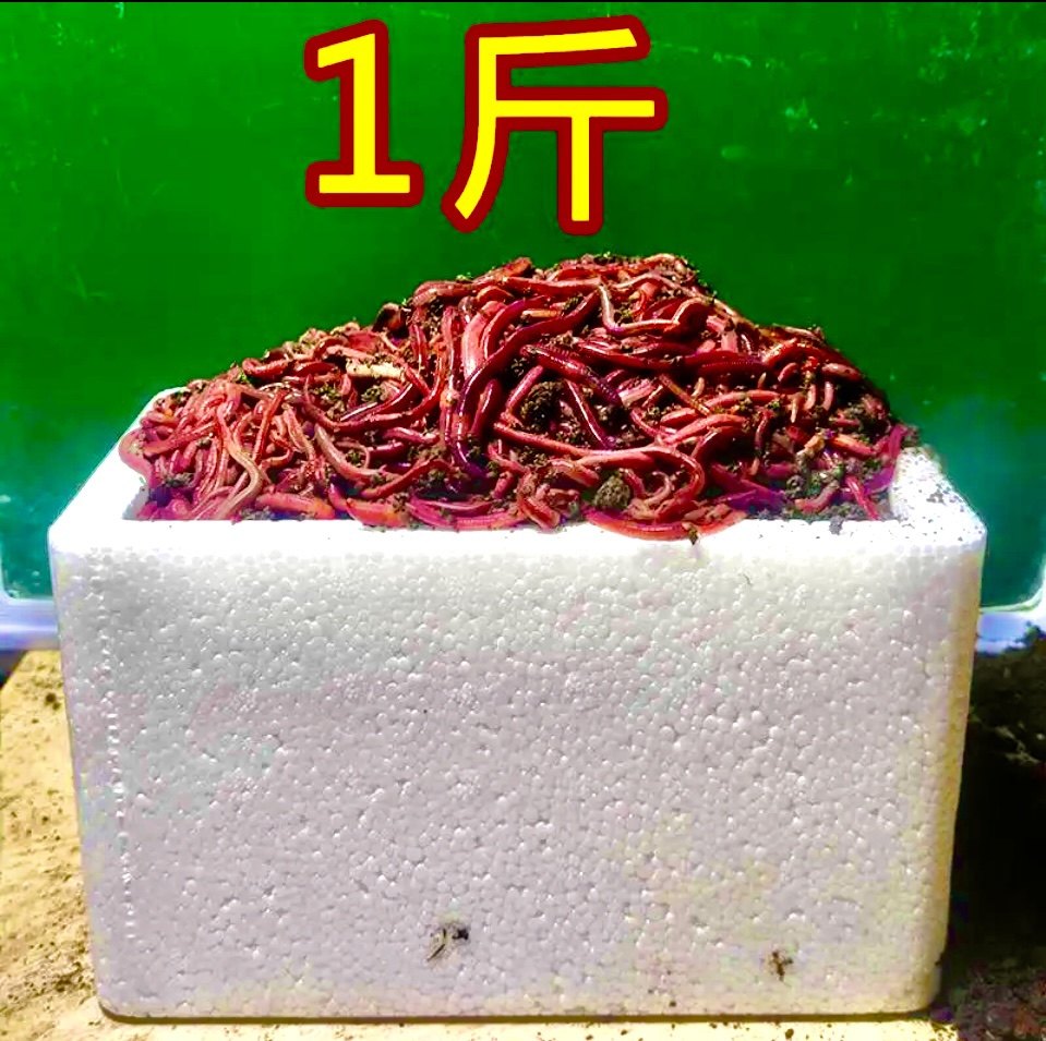 本地活体大号红虫邱引钓鱼饵料鲫鱼秋冬鱼饵