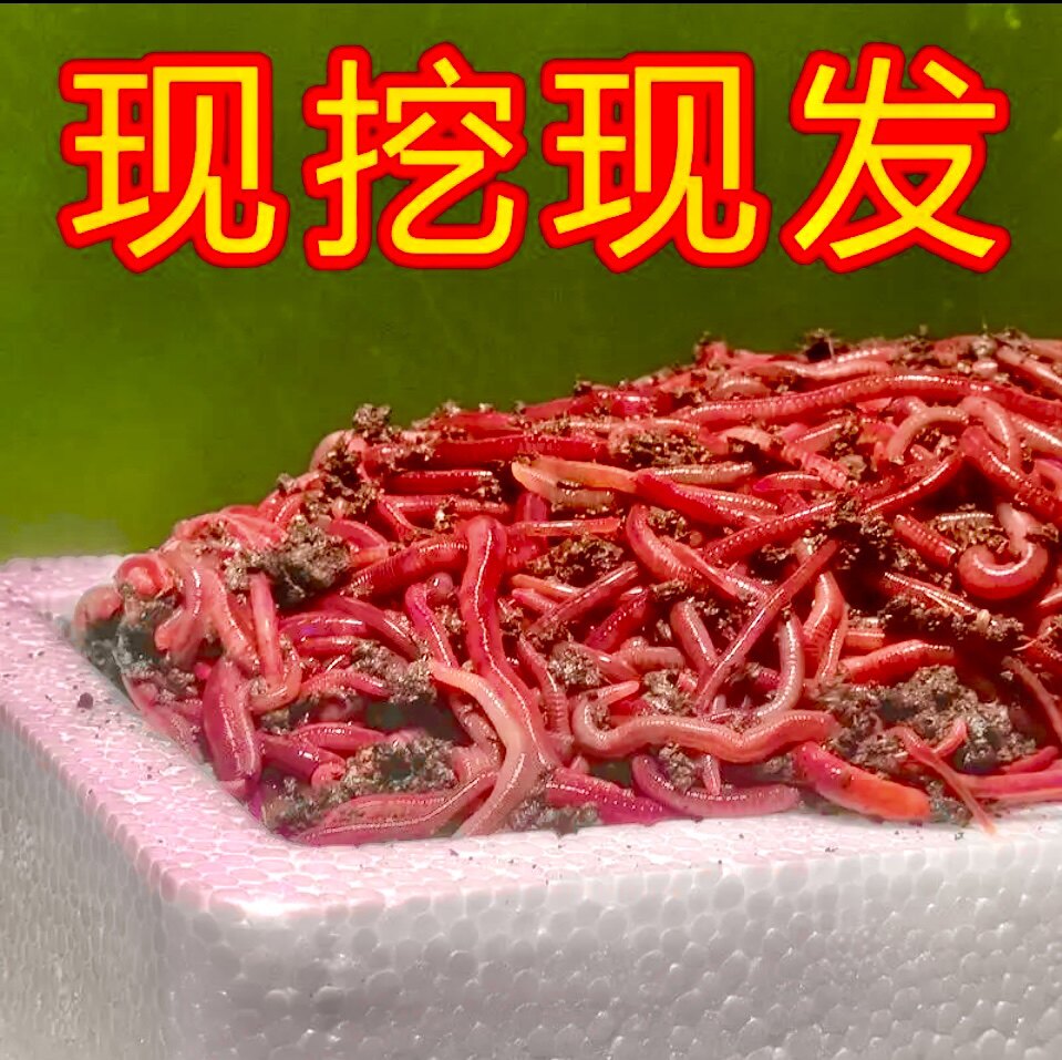 蚯蚓活饵鲜活红虫垂钓鱼饵料鲫鱼鲤鱼野钓黑坑鱼料打窝料鱼食通杀