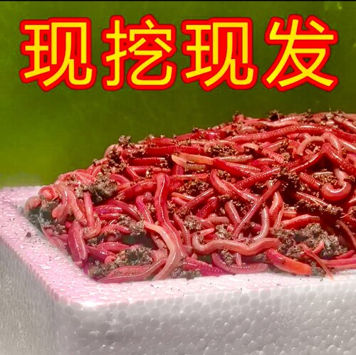 蚯蚓活饵鲜活红虫垂钓鱼饵料鲫鱼鲤鱼野钓黑坑鱼料打窝料