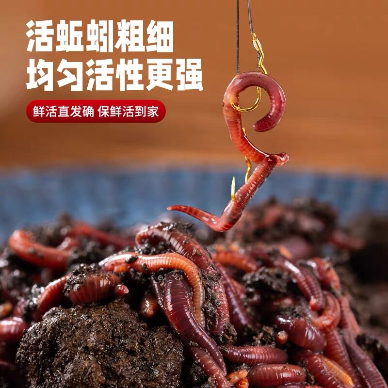 蚯蚓活饵鲜活红虫垂钓鱼饵料鲫鱼鲤鱼野钓黑坑鱼料打窝料鱼食通杀