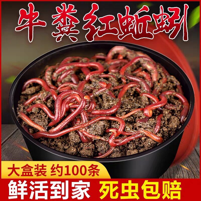 蚯蚓活饵鲜活小号大号特大野钓钓鱼大红散装盒装牛粪钓鱼饵料