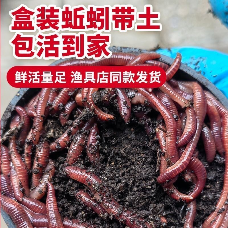 蚯蚓活饵鲜活红虫垂钓鱼饵料鲫鱼鲤鱼野钓黑坑鱼食打窝料通杀鱼料