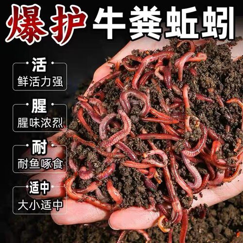 蚯蚓活饵鲜活红虫垂钓鱼饵料鲫鱼鲤鱼野钓黑坑鱼食打窝料通杀鱼料